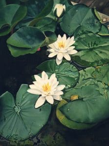 My own waterlillies (1993) - oil on linen - 40 x 30 cm - Sold