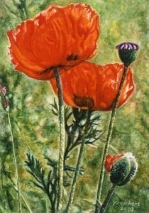 Papavers Weespertrekvaart (2002), watercolour 27 x 19 cm - Euro 550