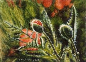 Papavers in de dop (2002), watercolour 13,5 x 18,5 cm- Sold